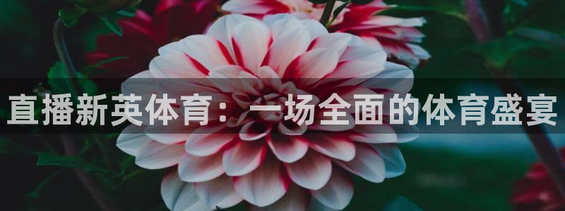 直播新英体育：一场全面的体育盛宴